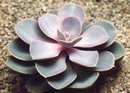 Mauna Loa